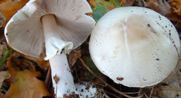 Zvláštnosti výmladkového žampionu. Jak pěstovat houbu doma?